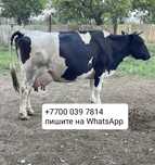 Продам корову дойную