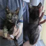 Котята ищут дом и семью