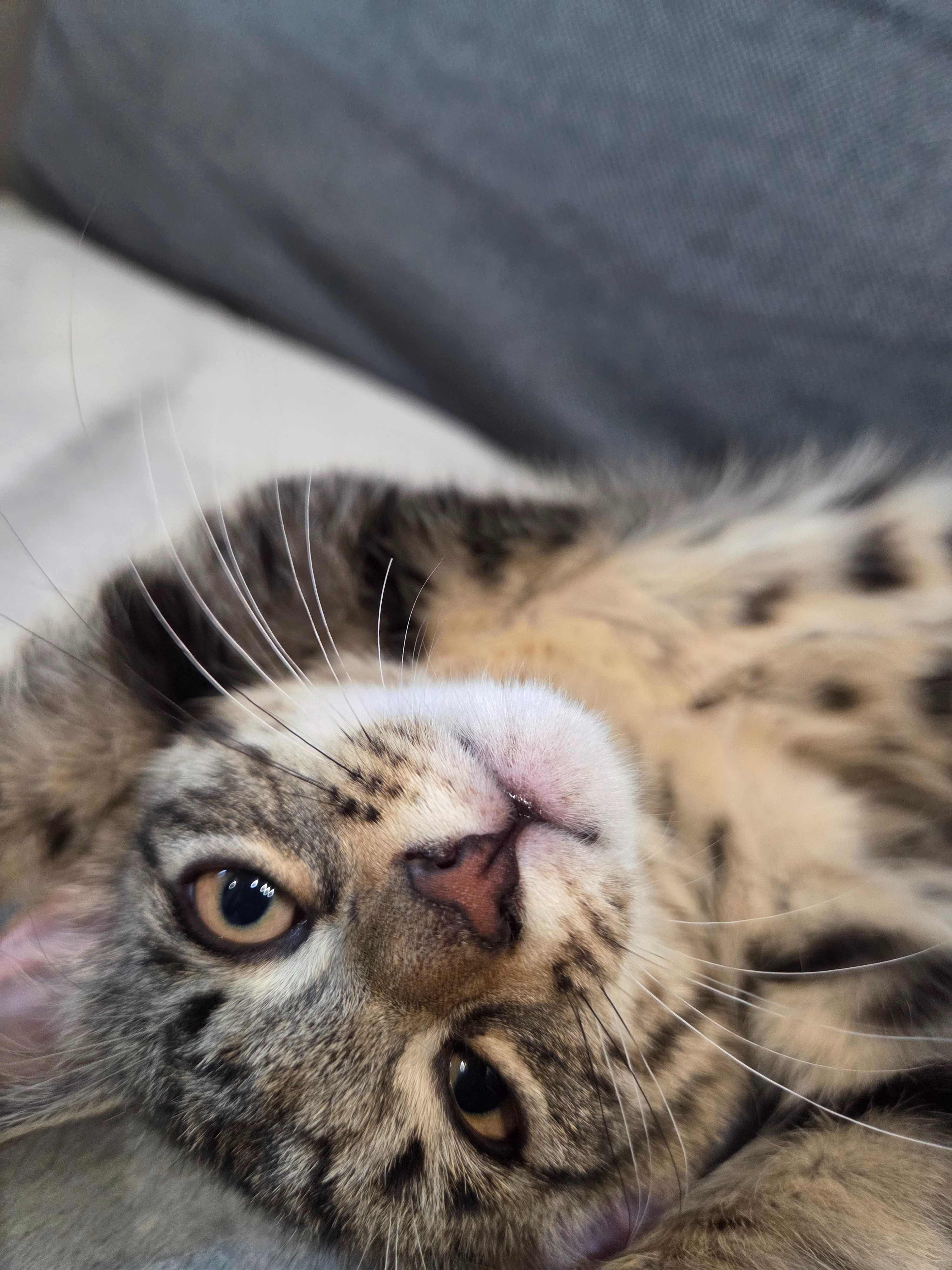 Милые и смешные котята
