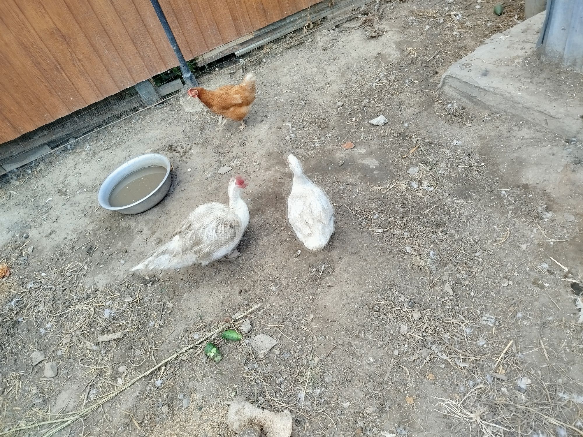 Продам пару индоуток
