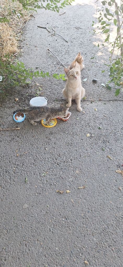 Отдадим котят маленькие 1мес дев/мальчики