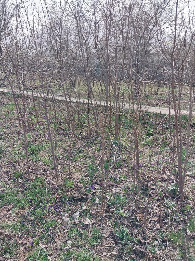 Продам саженцы сливы и вишни