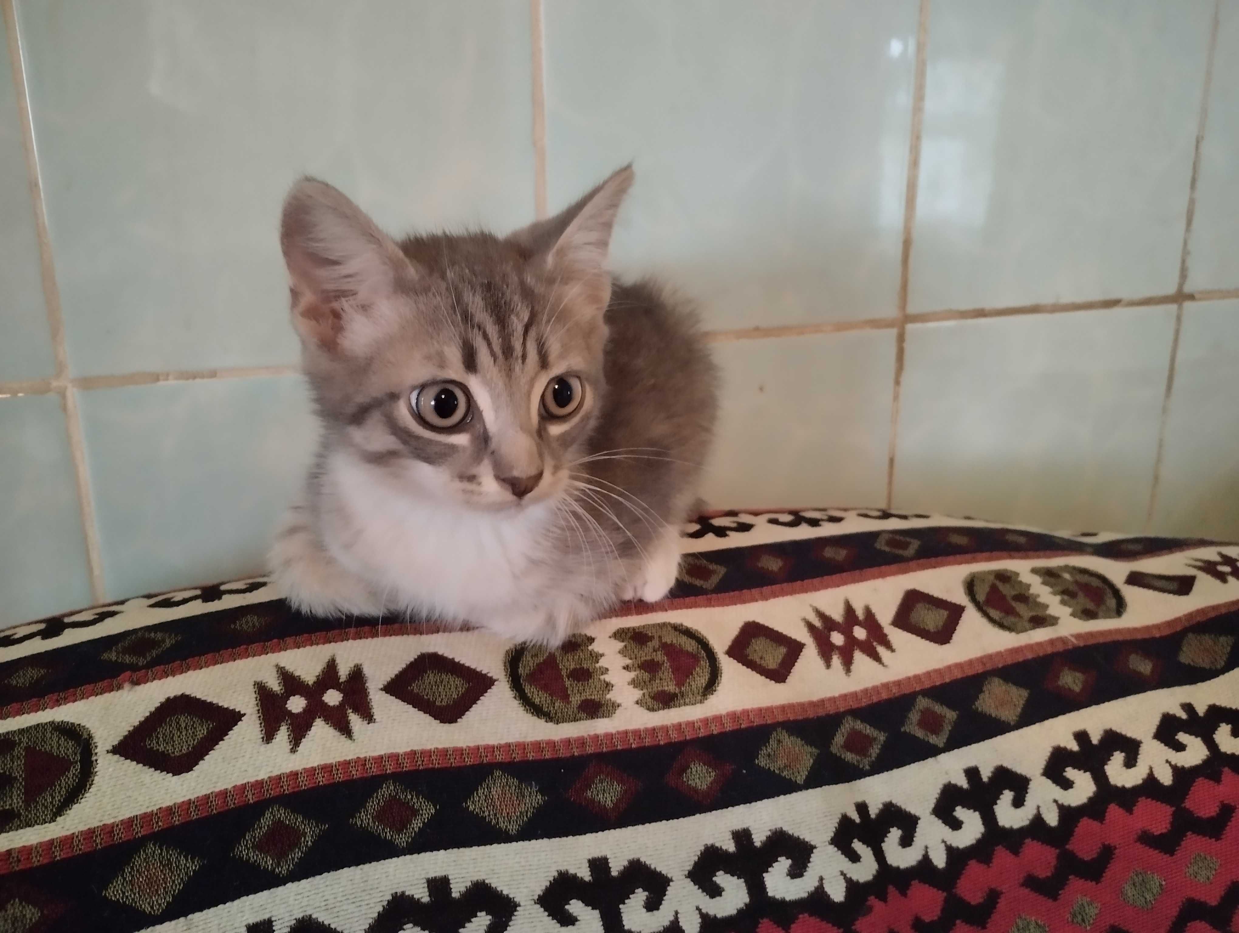 Котенок. Называли Минушом. Хороший, добрый