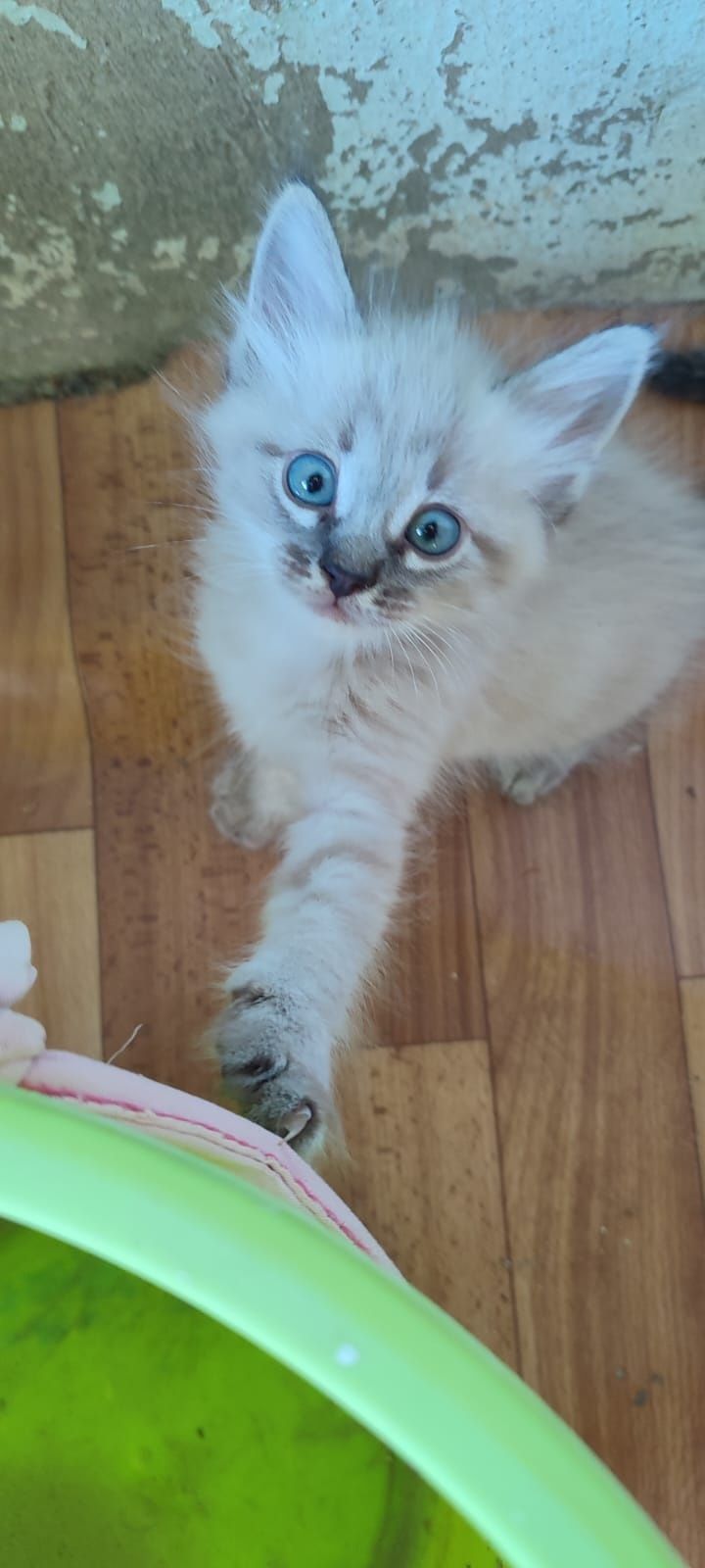 Продаю сиамских котят