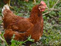 Продам куры несушки