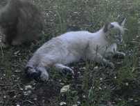 котята бесплатно