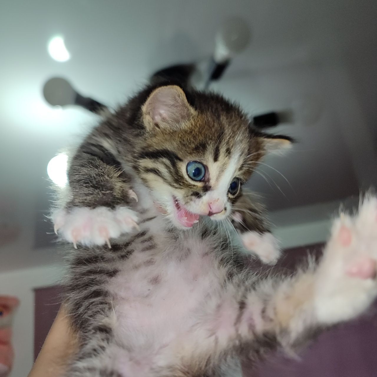Котёнок в добрые руки