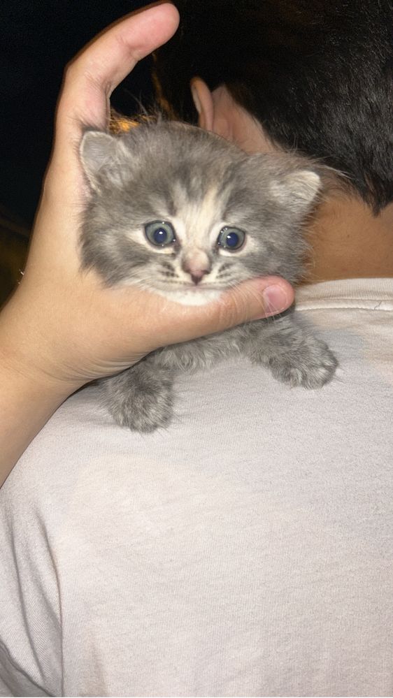 2 месячный котенок