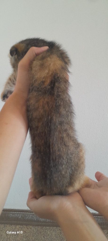 Продаётся котёнок