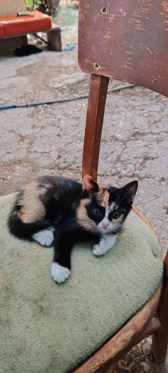 Отдам котят в хорошие руки