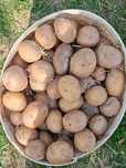 Семенная картошка