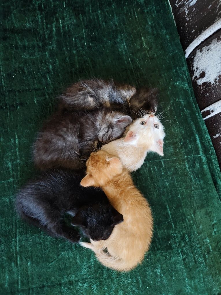 Отдам котят в добрые руки
