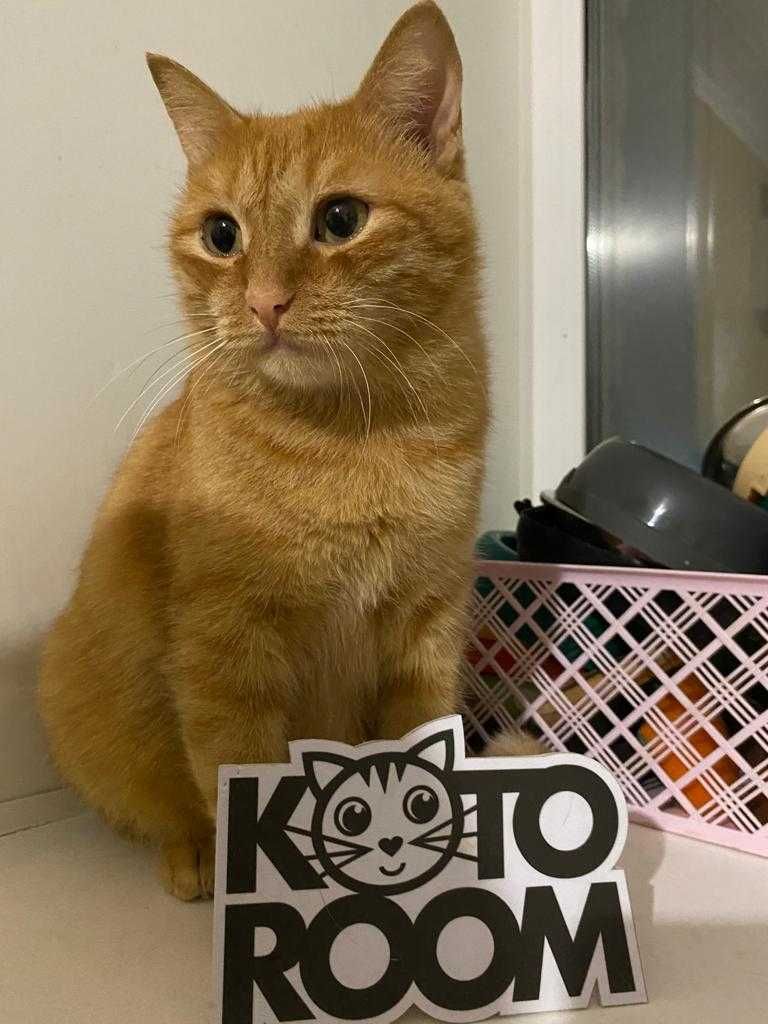 Стерилизованная кошечка Бренда, возраст 5 лет ищет дом