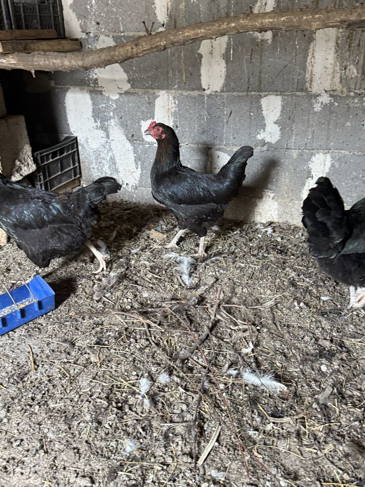 Продам домашые черный куры все несутся