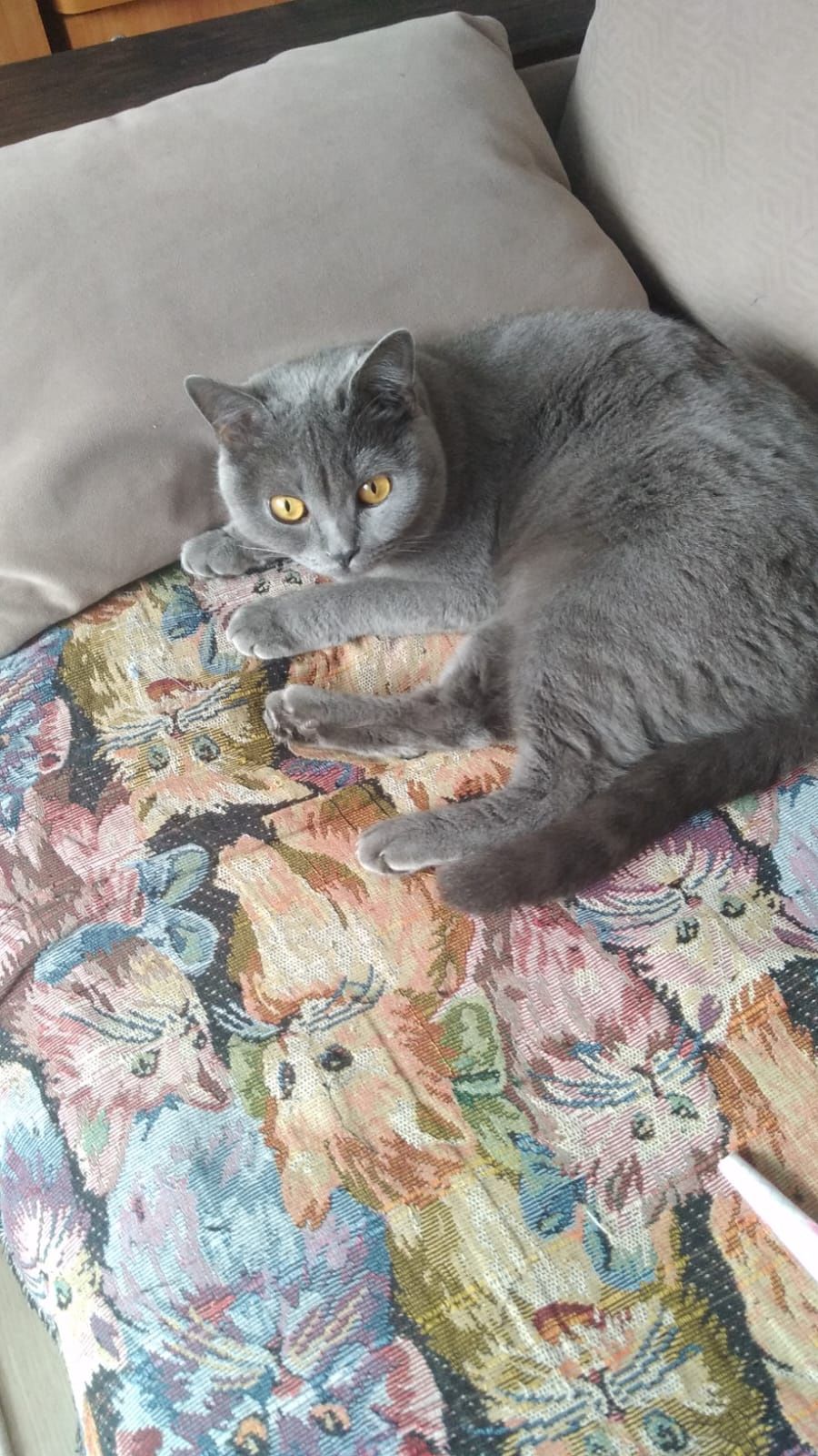 Котята, родились 25.05.25