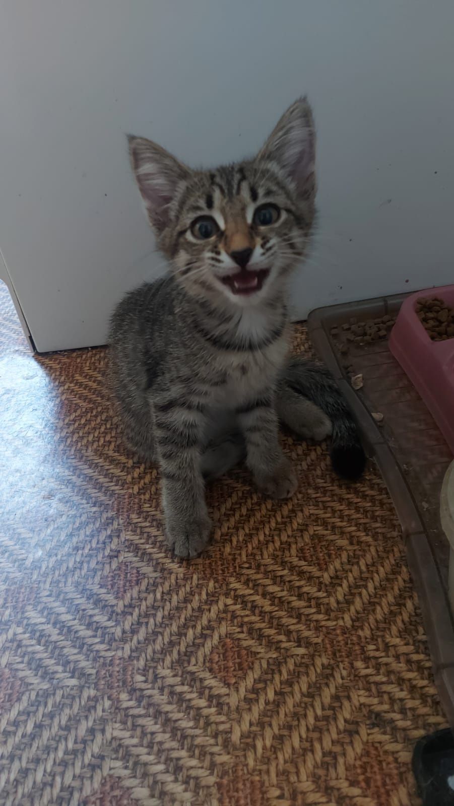 Котёнок девочка 2 месяца, на лоток уже приучена