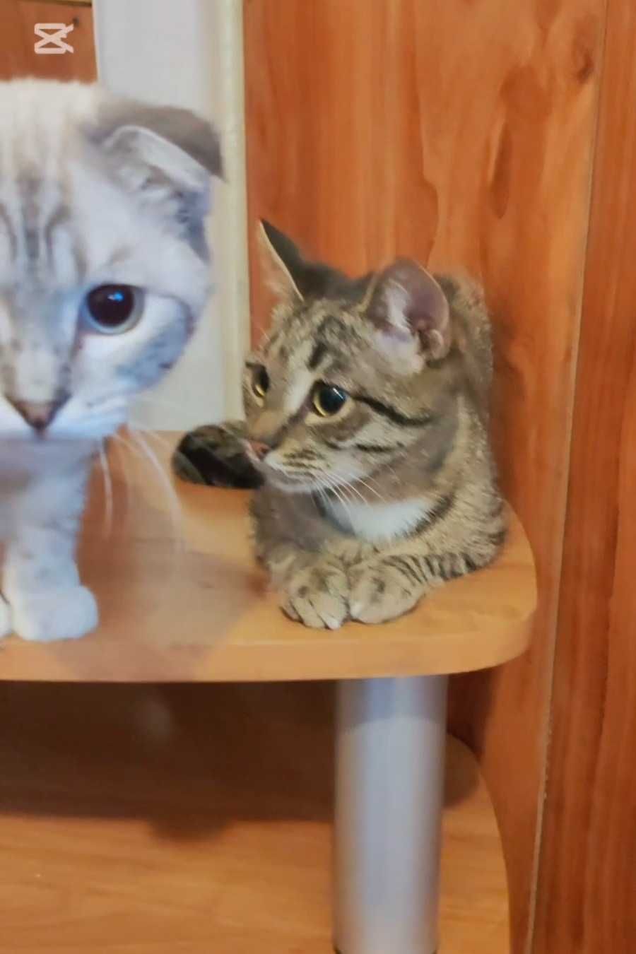 Котики-подростки ищут дом