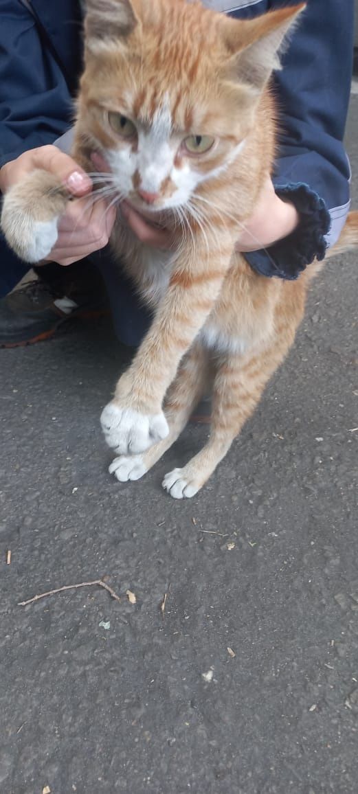 Кот рыжик в добрые руки