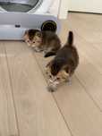 Шиншилловые котята