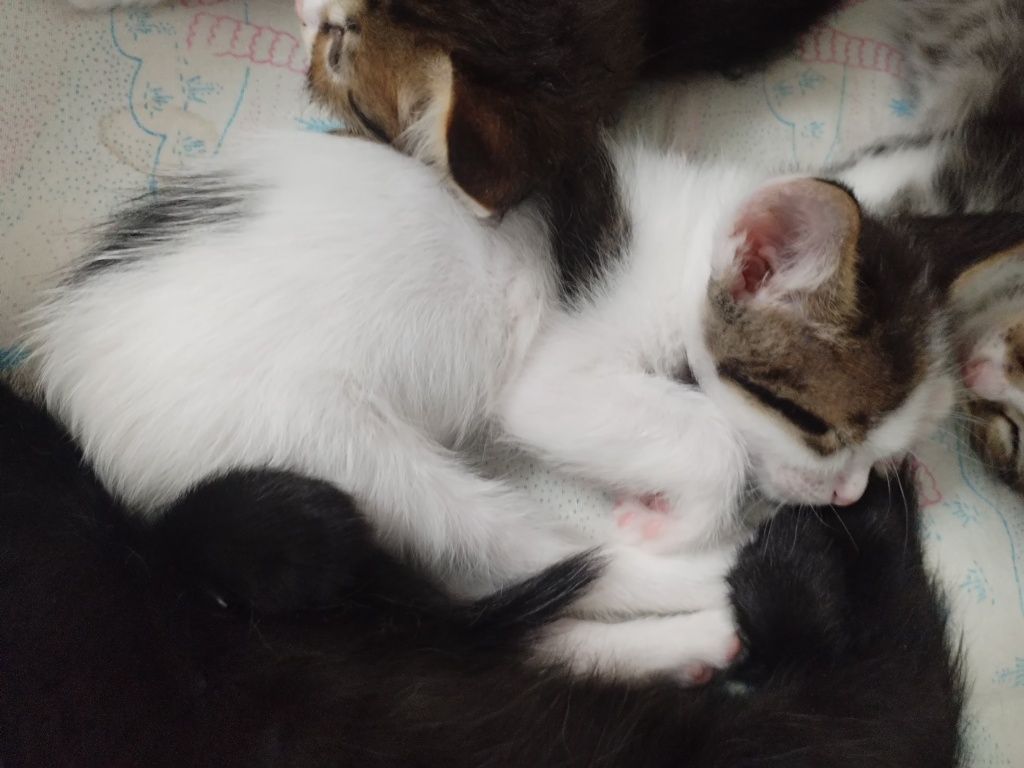 Отдам котят бесплатно