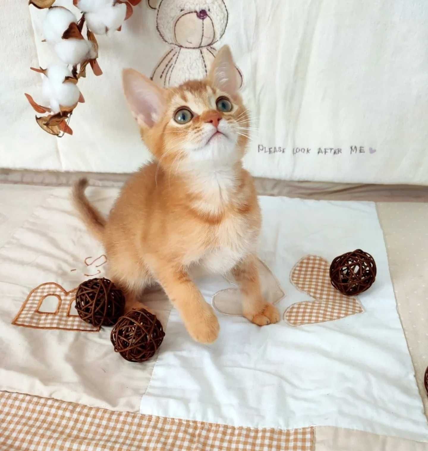 Котята чаузи и абиссинчики лучшие друзья детям