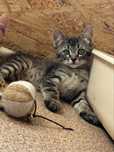 Котята в добрые руки ( мальчики )