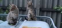 Котята,котята,котята
