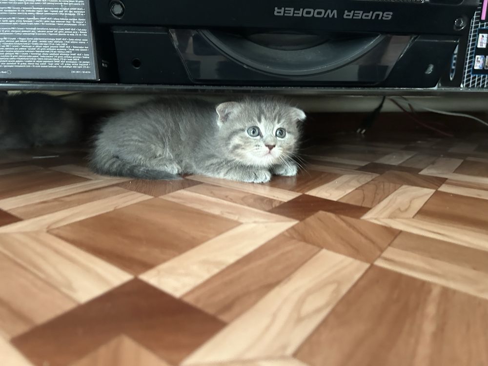 котята британские вислоухие