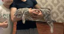 Отдам кота в хорошие руки