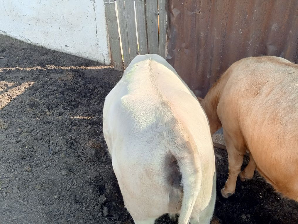 Продам телок,п Диевка