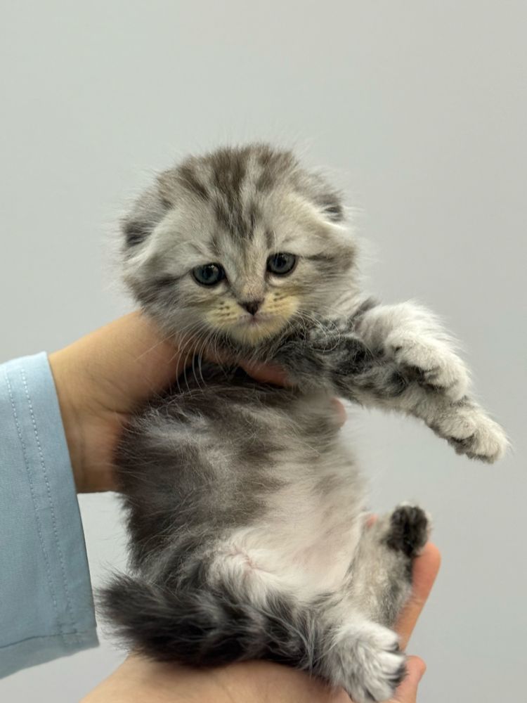 Веслоухий котонек
