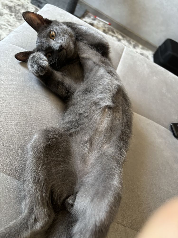 Кот 5-6 месяцев