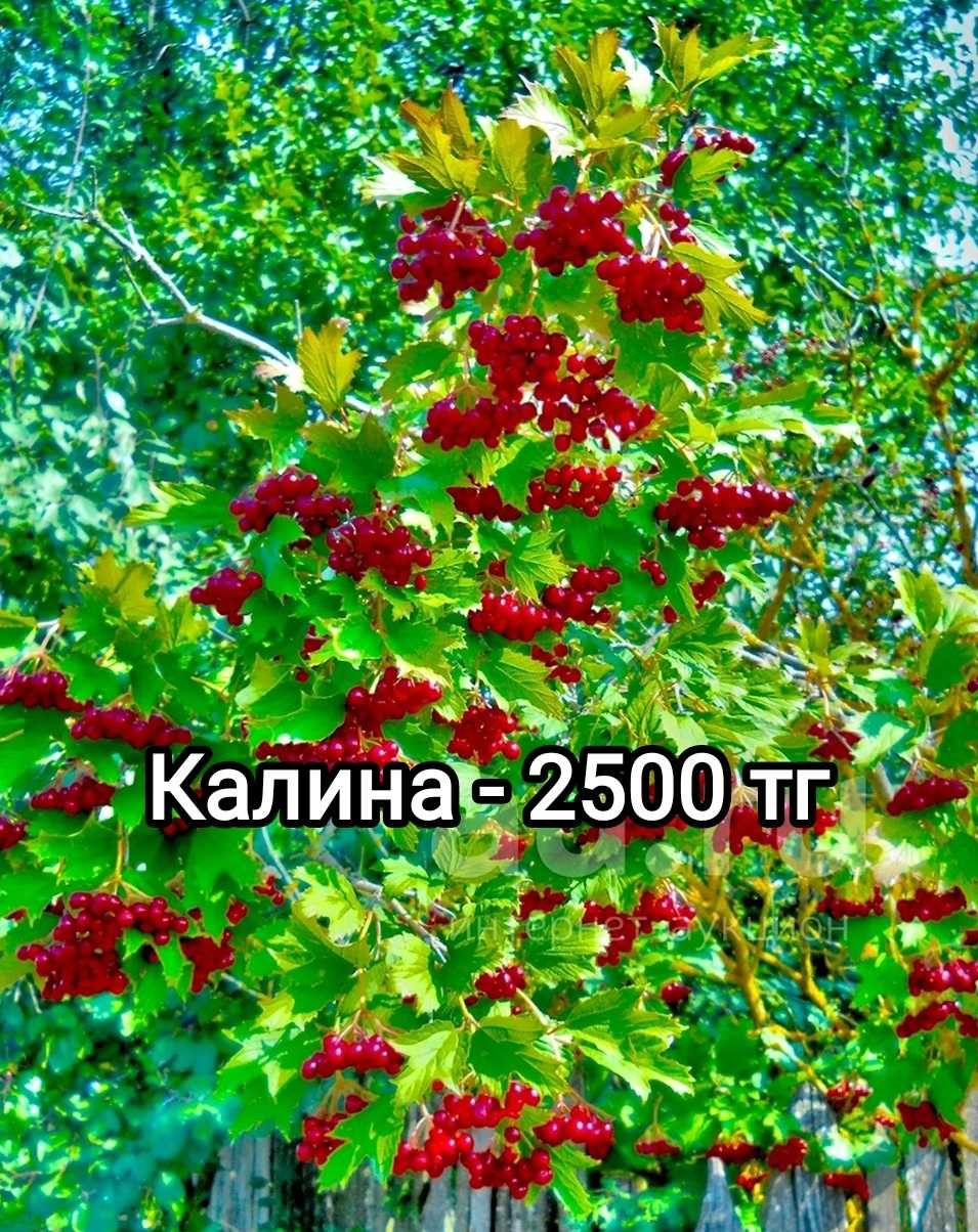 Пионы уже с бутонами по 5 тыс тг,в 5 литровых горшках .