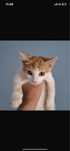 Котенок -девочка!