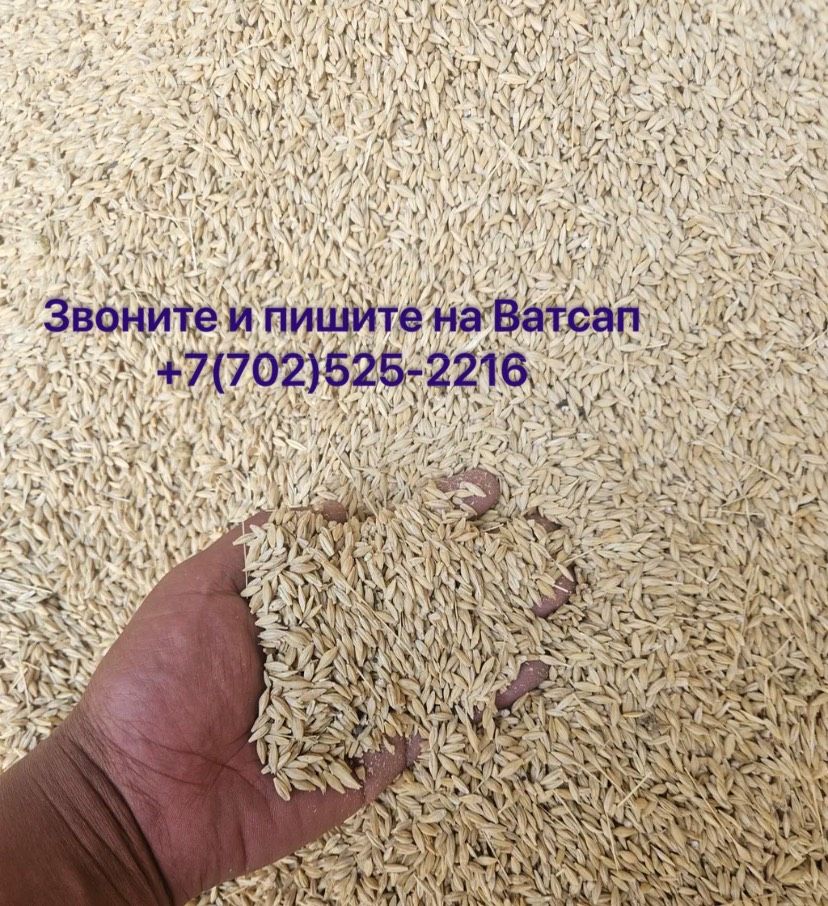 Продам ячмень второго класса