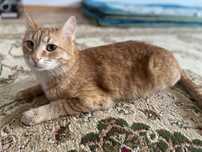 Очень  ласковая кошка бесплатно