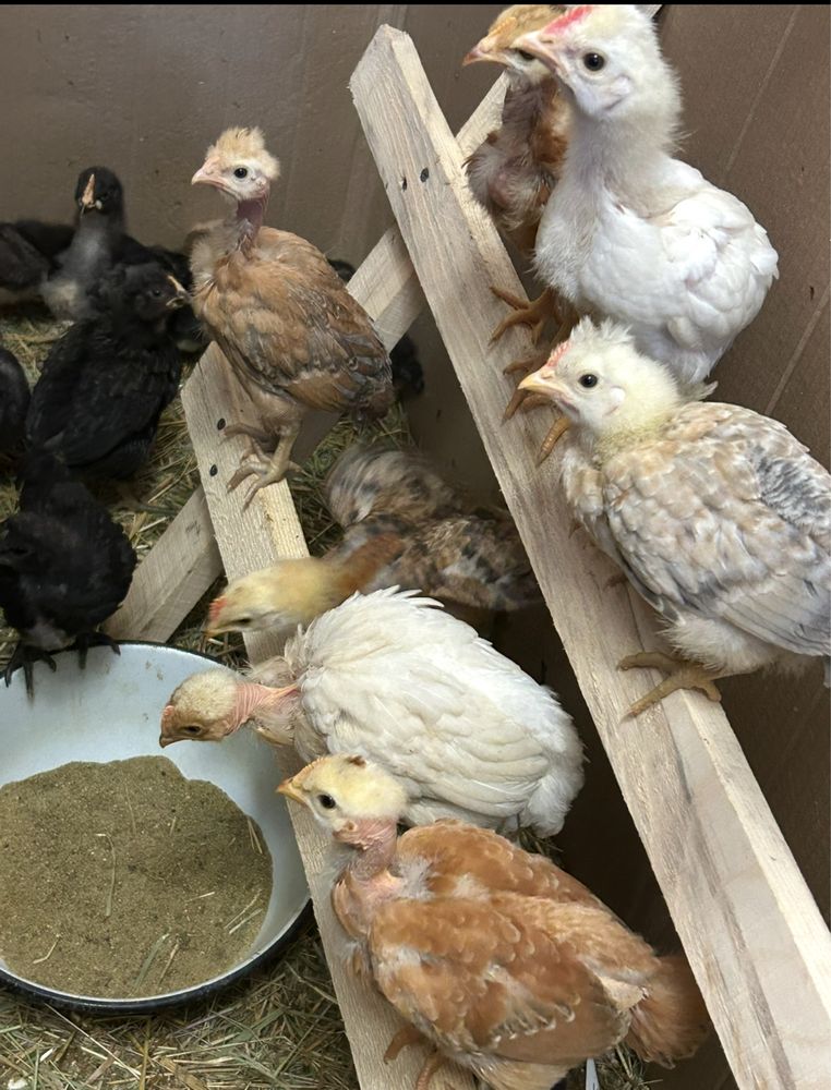 Продам куриное икубационное яйцо. Стадо микс . Оплод отличный!!!