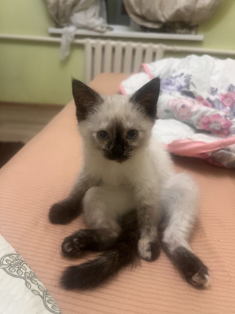 Сиямский Котенок