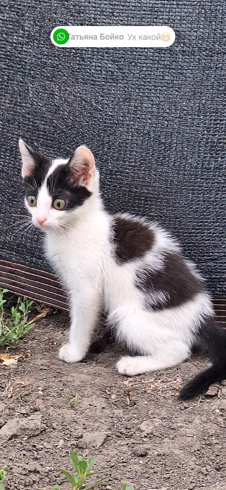 Отдам шикарных котиков