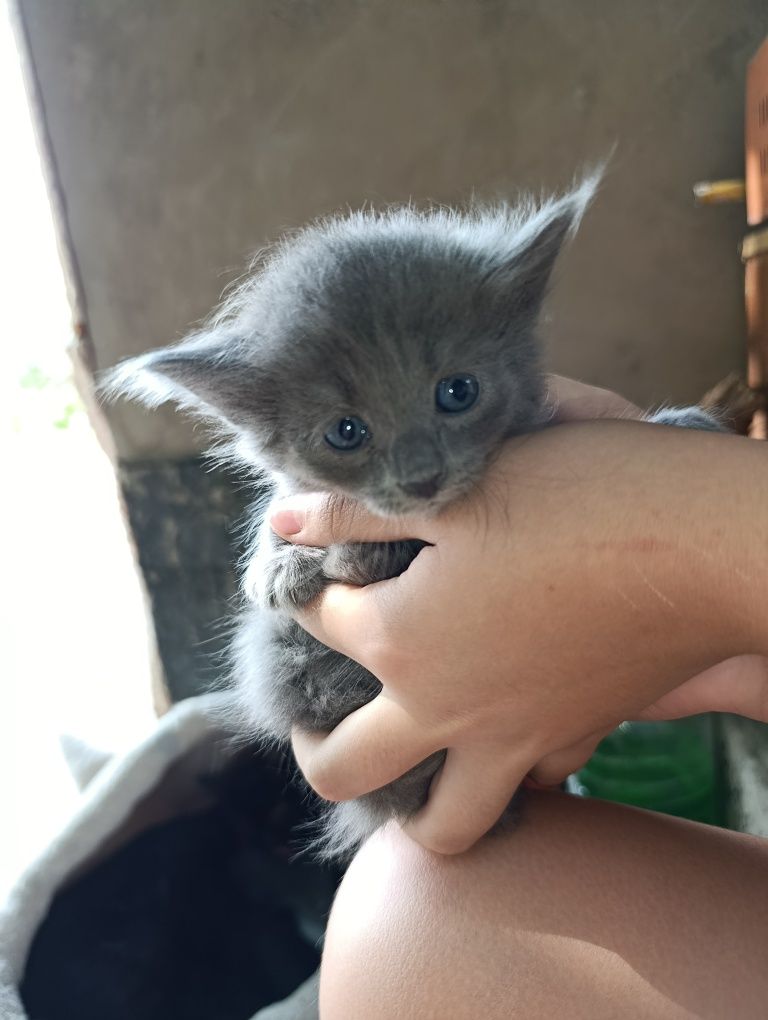 Котёнок скоттиш фолд метис