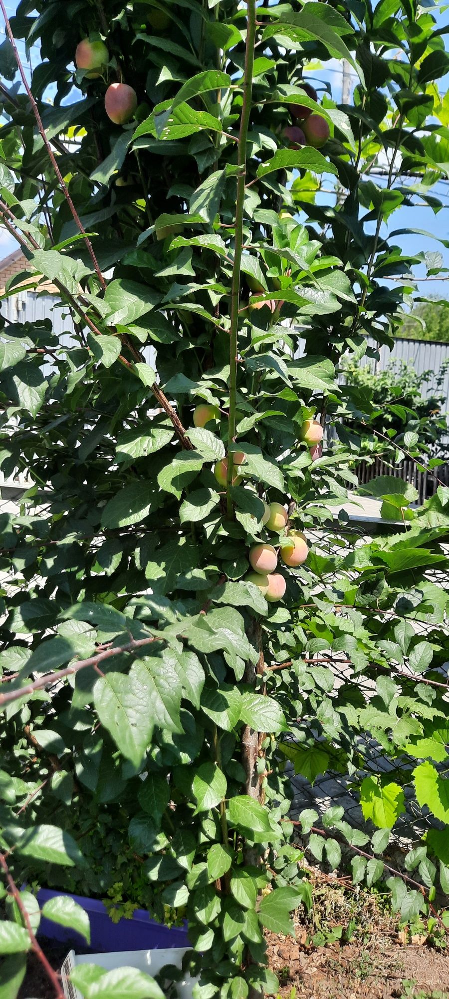 Продам дом в районе БСМП