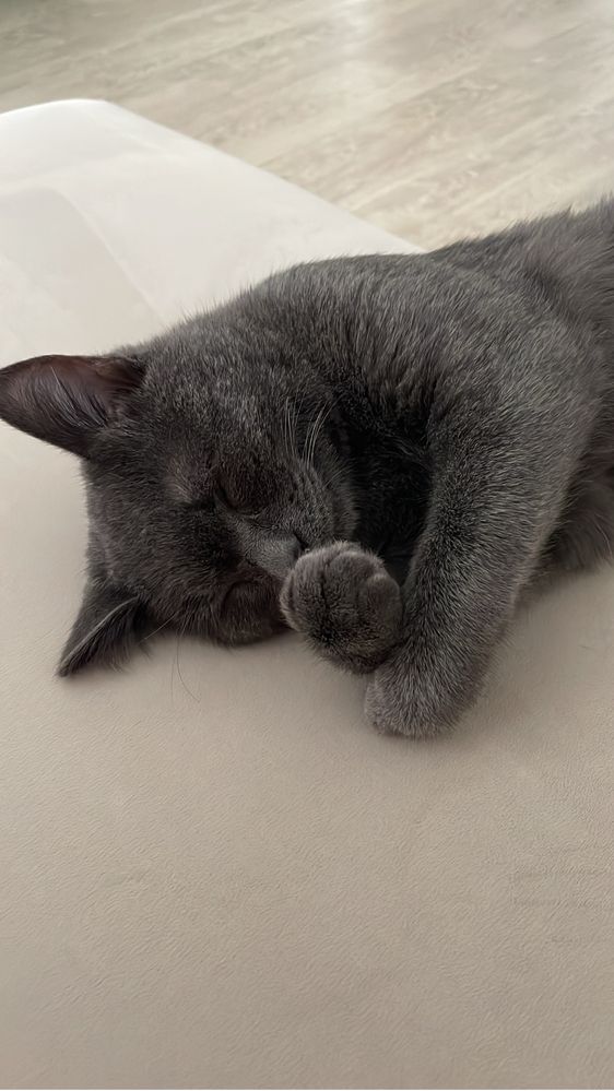 Отдам котика в добрые руки, красивый, ласковый, воспитанный