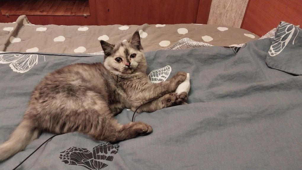 Отдам в добрые руки кошечку подростка  восьмимесячную.