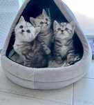 Мраморные шотландские котята