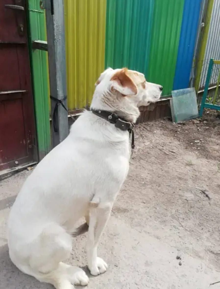 Пристраивается собачка
