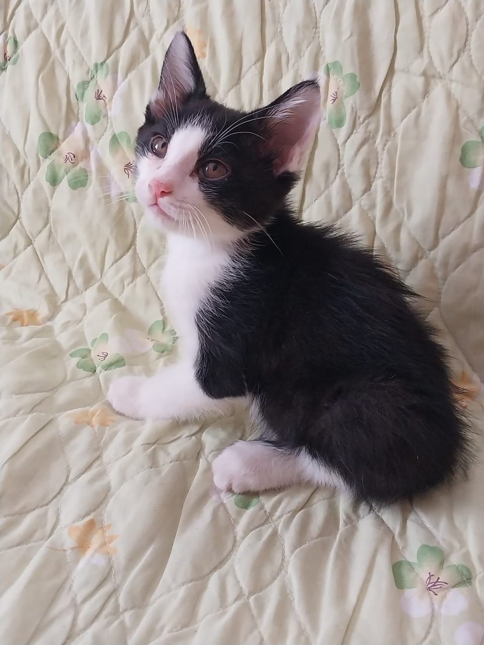 Котята 2 месяца.  Кошечки и котики.