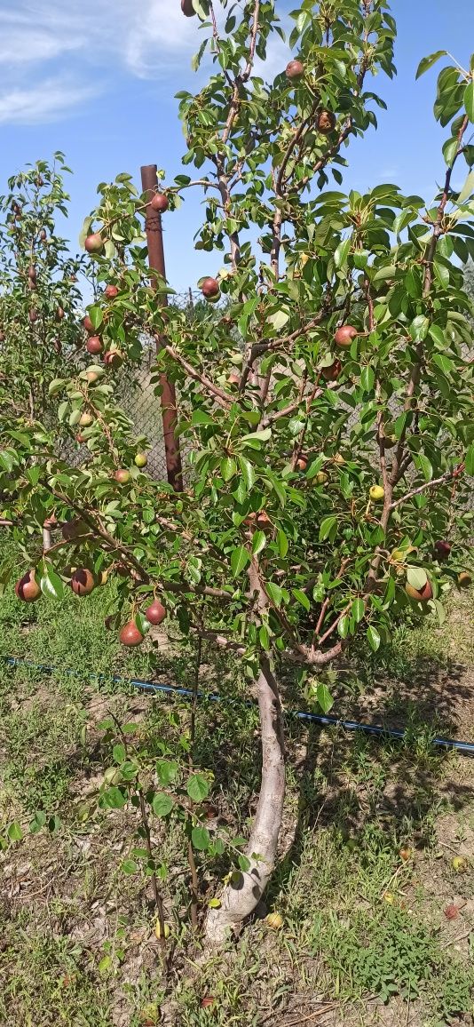 Продам данный участок в пос .Алмалы содовое общество Строитель