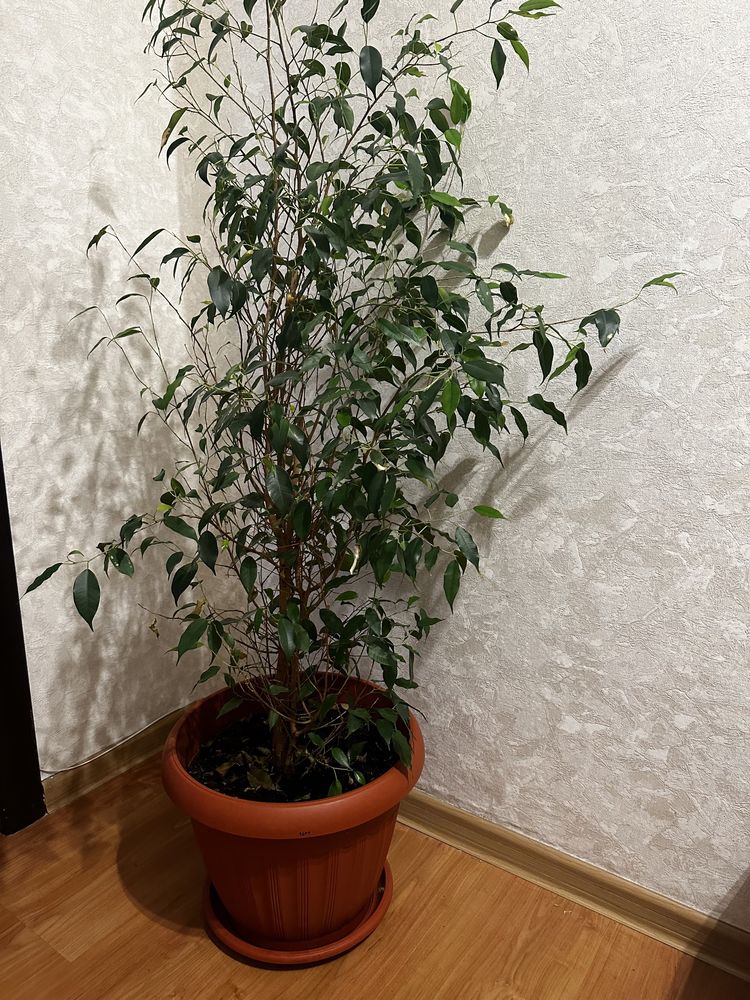 Продам фикус 2 года
