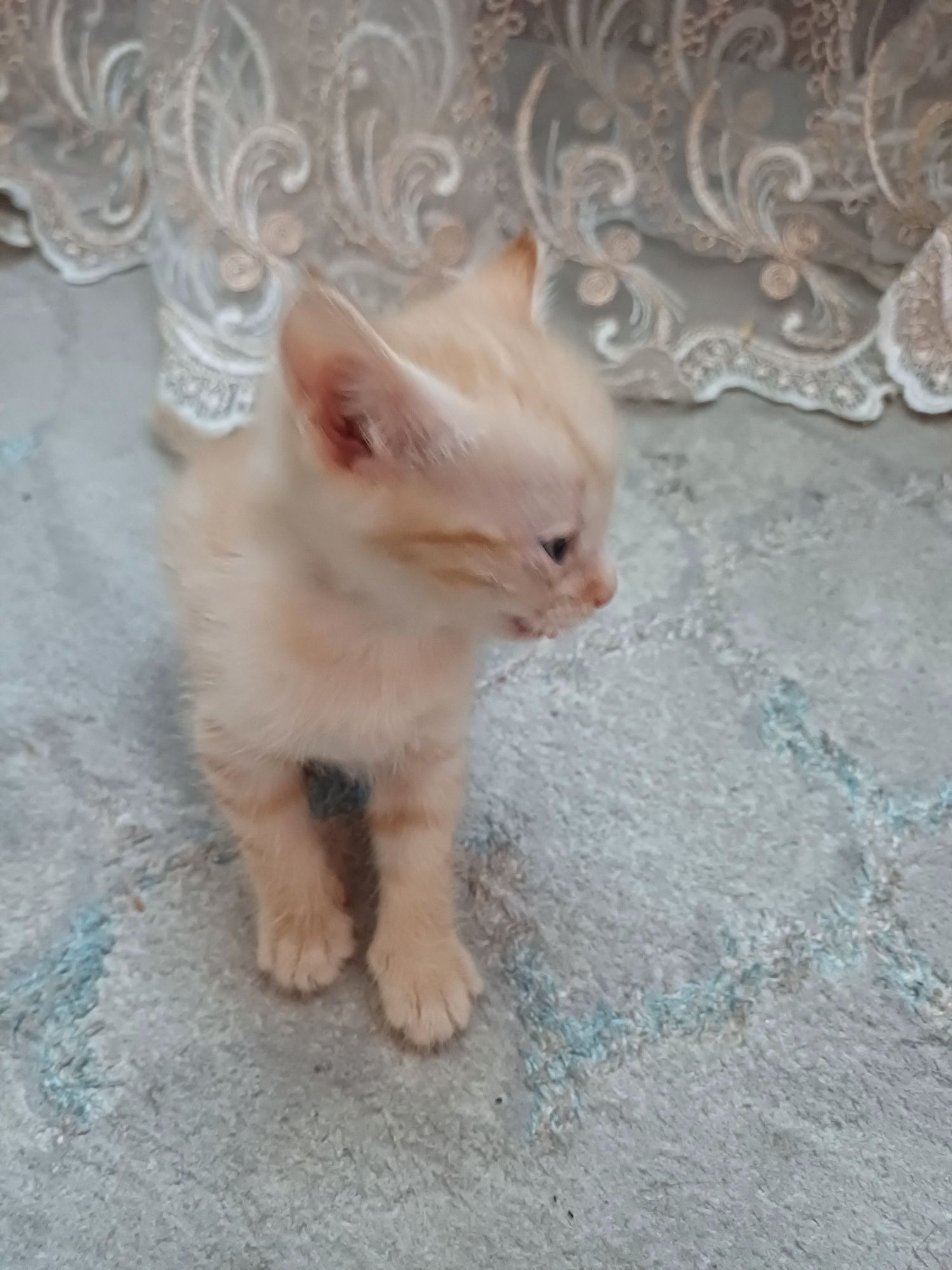 Отдам котёнка в добрые руки