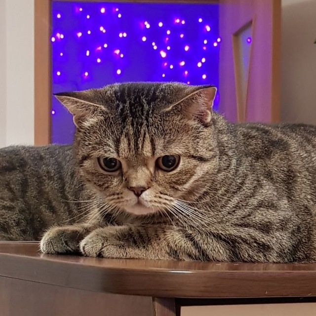 Шотландский кот страйт